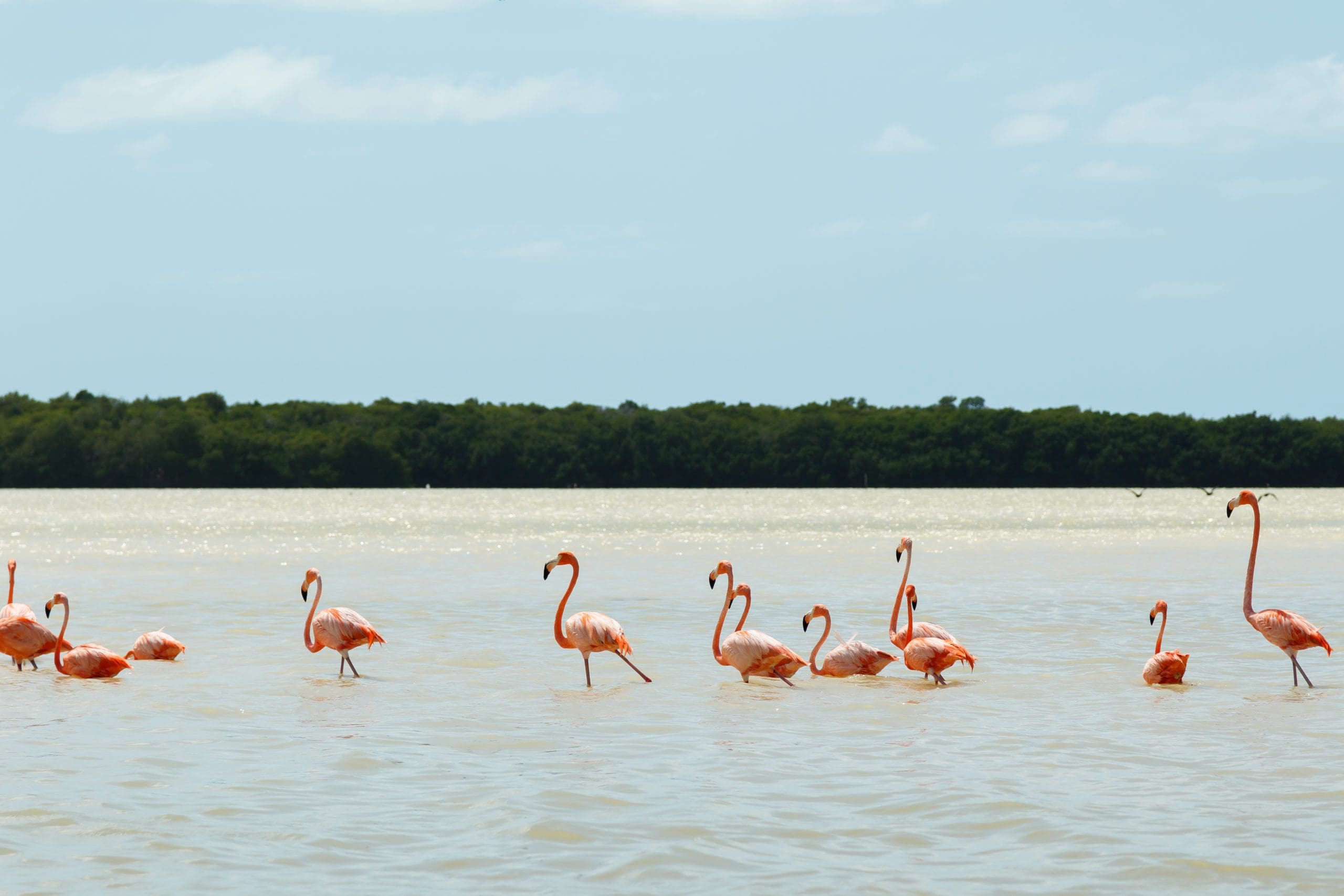 Grupo de flamingos en la playa de Celestún, cerca de Mérida